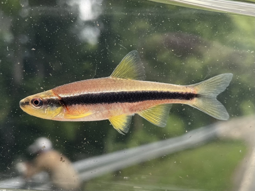 Greenhead shiner (Notropis chlorocephalus) — Cyprinidae