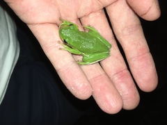 Hyla cinerea