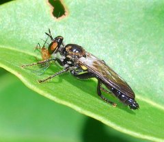 Eudioctria albius