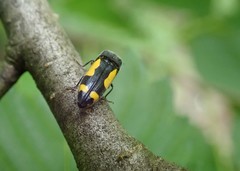 Ptosima gibbicollis