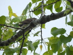 Coccyzus erythropthalmus