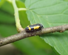 Ptosima gibbicollis