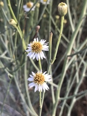 Chloracantha spinosa spinosa