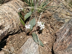 Claytonia