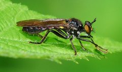 Eudioctria brevis