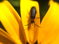 Nemognatha nemorensis