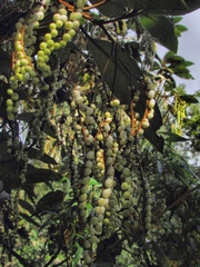 Tournefortia fuliginosa