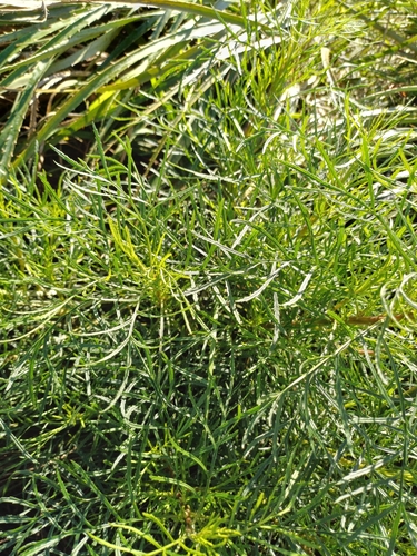Image of Senecio brasiliensis by (c) Agustina Medina, some rights reserved (CC BY)