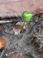 Terminalia calamansanai