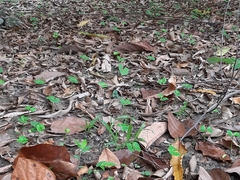 Terminalia calamansanai