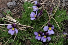 Viola beckwithii