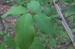 Euonymus alatus