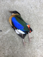 Pitta moluccensis
