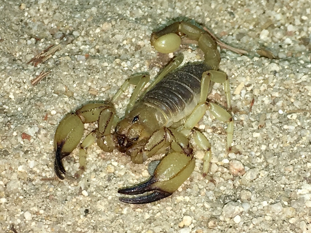 Anuroctonus pococki pococki