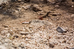 Aspidoscelis angusticeps angusticeps