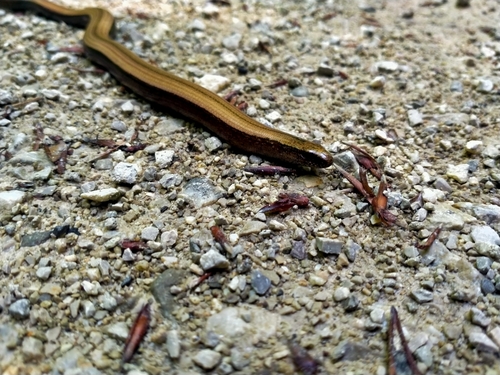 Westliche Blindschleiche