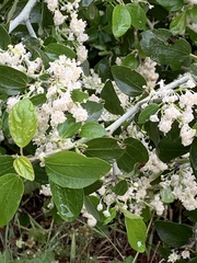 Ceanothus incanus