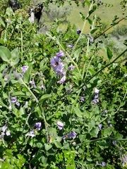 Solanum xanti hoffmannii