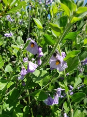 Solanum xanti hoffmannii