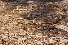 Aspidoscelis angusticeps angusticeps
