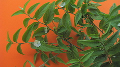 Evolvulus latifolius