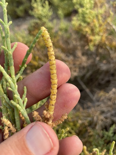 Glaucous Glasswort
