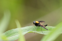 Chrysopilus thoracicus