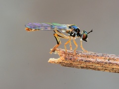 Dioctria seminole