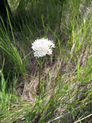 Valeriana uliginosa