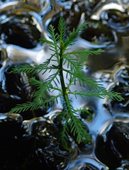 Myriophyllum robustum