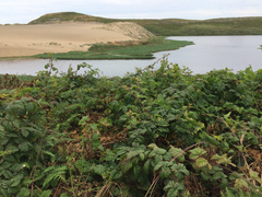 Rubus ursinus macropetalus
