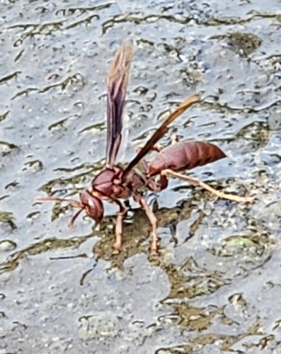 Polistes franciscanus