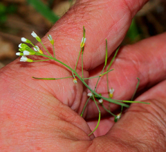 Arabidopsis