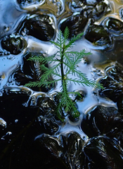 Myriophyllum robustum