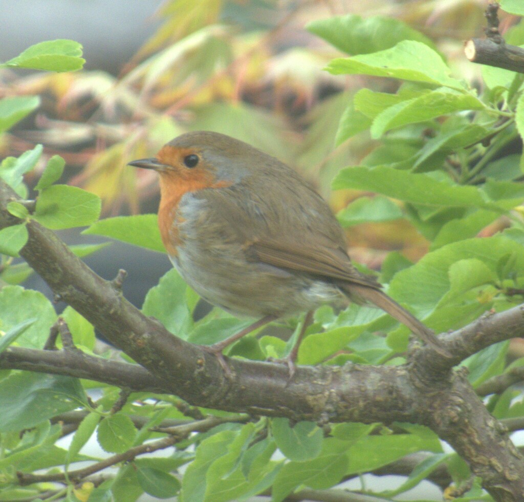 꼬까울새 from Carrwood Hey, Ramsbottom, Bury, UK on 2024년 06월 04일 (화) at 06:45 오후 by andydale · iNaturalist 꼬까울새... 