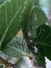 Pisaurina mira