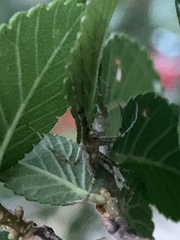 Pisaurina mira
