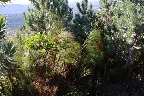 Image of Branch Broomreed (Cannomois virgata) by (c) Tony Rebelo, some rights reserved (CC BY-SA)