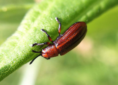 Microrhopala vittata