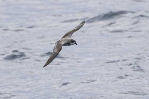 Petrel de las Desertas (Pterodroma deserta)