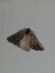 Pseudaleucis cruciferaria