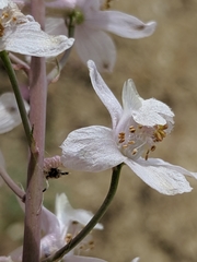 Delphinium gypsophilum