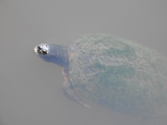 Pseudemys alabamensis