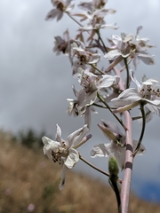 Delphinium gypsophilum