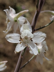 Delphinium gypsophilum
