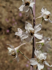 Delphinium gypsophilum
