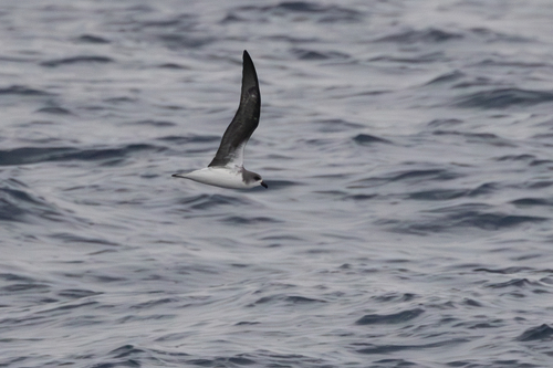 Petrel de las Desertas (Pterodroma deserta)