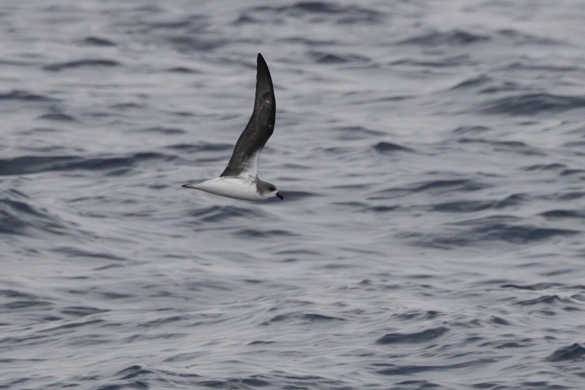 Desertas Petrel (Pterodroma deserta), photo 3
