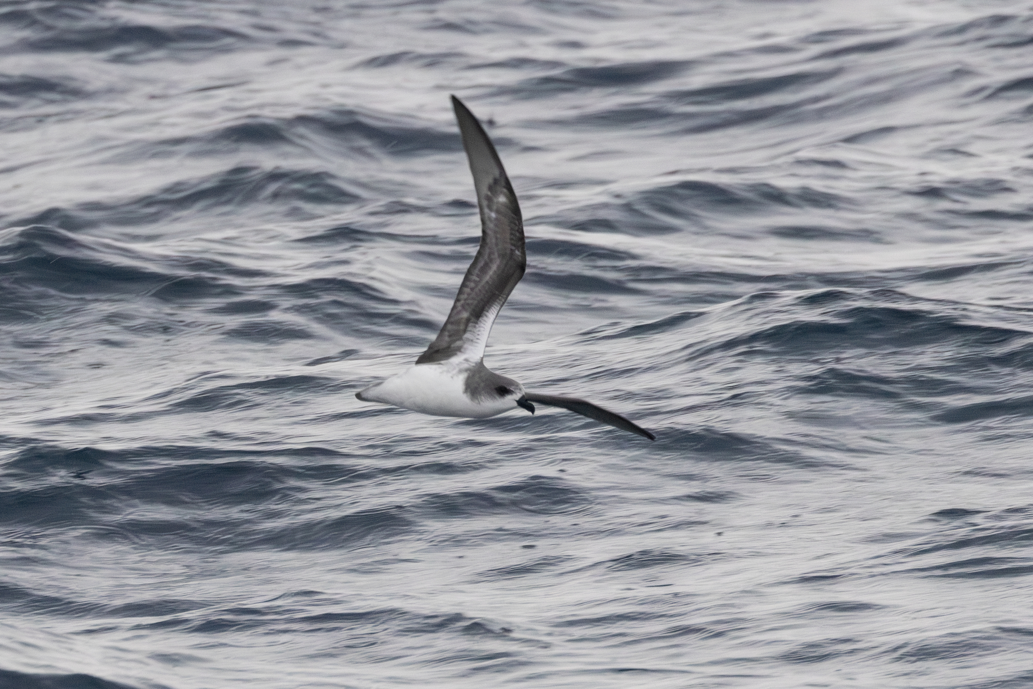 Desertas Petrel (Pterodroma deserta), photo 4