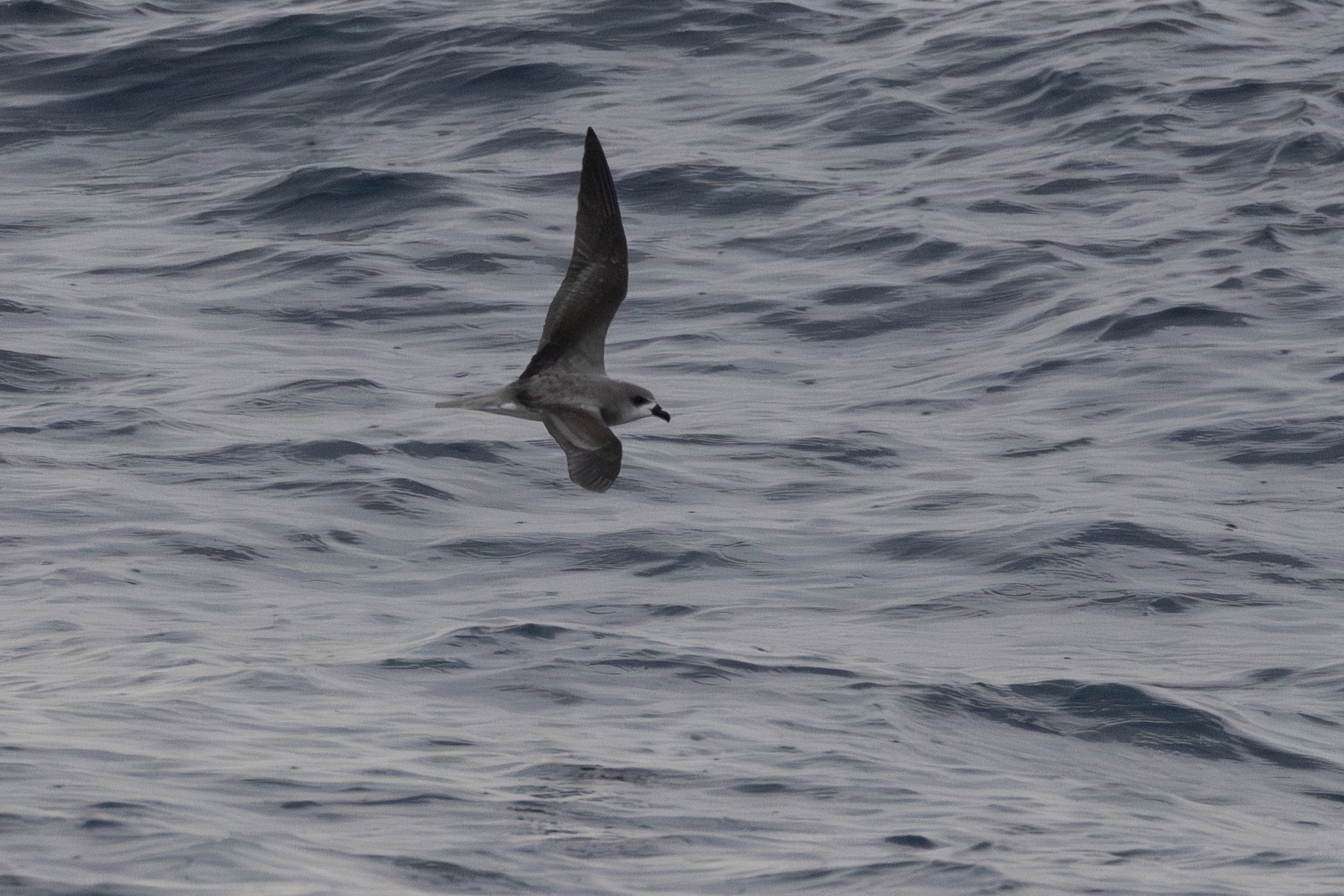 Desertas Petrel (Pterodroma deserta), photo 9
